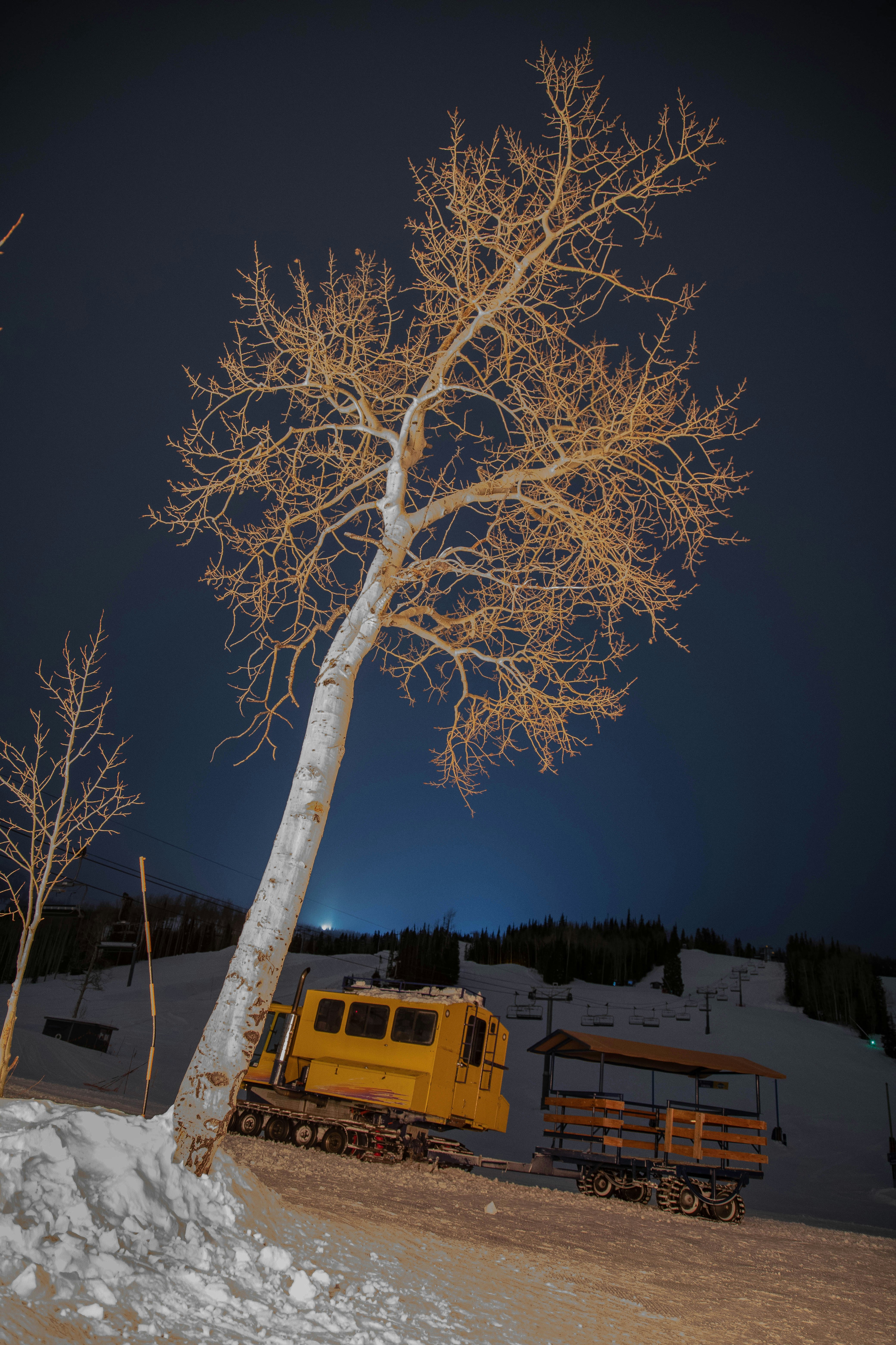 brown tree with white leaves during night time